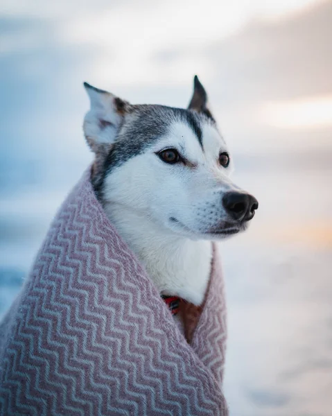 Hermoso perro husky al aire libre cubierto con una manta cuando el invierno. Mejor amiga, invierno, perrita linda. Retrato de perros en tonos naranja y verde azulado —  Fotos de Stock