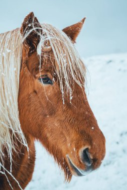 İzlanda atları İzlanda için eşsiz yaratıklardır. Bu atlar daha çok midilli gibiler ama oldukça büyükler ve kuzeyde olağan olan sert hava koşullarında hayatta kalabilirler.