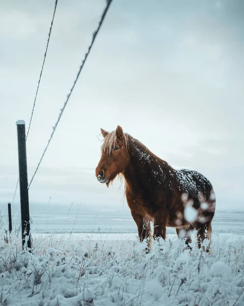 Icelandic horses are very unique creatures for the Iceland. These horses are more likely ponies but quite bigger and they are capable of surviving hard weather conditions that are usual for the north — Stock Photo, Image