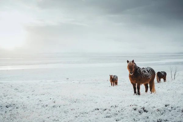 Islandshästar är mycket unika varelser för Island. Dessa hästar är mer sannolikt ponnyer men ganska större och de är kapabla att överleva hårda väderförhållanden som är vanliga i norr — Stockfoto