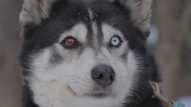 Kanada 'daki Kanada Rocky Dağları' nda kış aylarında yapılan köpek kızağı turunun yavaş çekim görüntüleri. Alberta 'daki Rocky Dağları sadece kış tatili için mükemmel bir yer değil. Seyahat Alberta