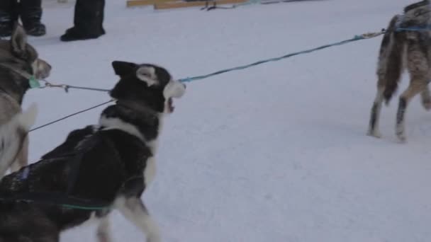 加拿大落基山脉冬季狗拉雪橇之旅的慢镜头 艾伯塔省的落基山脉不仅是寒假的理想去处 艾伯塔省旅行 — 图库视频影像