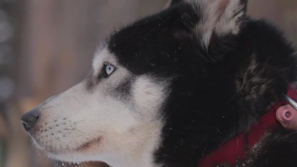 カナダのカナダロッキー山脈での冬の間の犬ぞりツアーのスローモーション映像 アルバータ州のロッキー山脈は 冬の休暇だけでなく 完璧な目的地です 旅行アルバータ州 — ストック動画