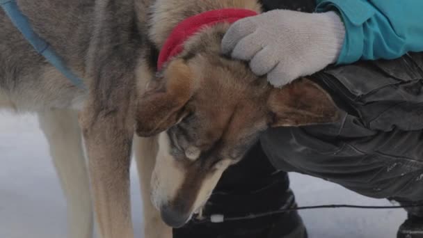 Filmati Rallentatore Del Tour Slitta Cani Durante Mesi Invernali Nelle — Video Stock