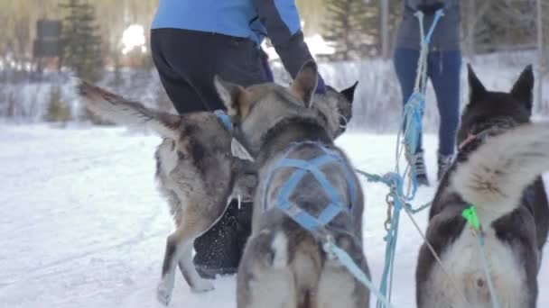 加拿大落基山脉冬季狗拉雪橇之旅的慢镜头 艾伯塔省的落基山脉不仅是寒假的理想去处 艾伯塔省旅行 — 图库视频影像