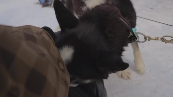 Imágenes Cámara Lenta Gira Trineo Perros Durante Los Meses Invierno — Vídeo de stock