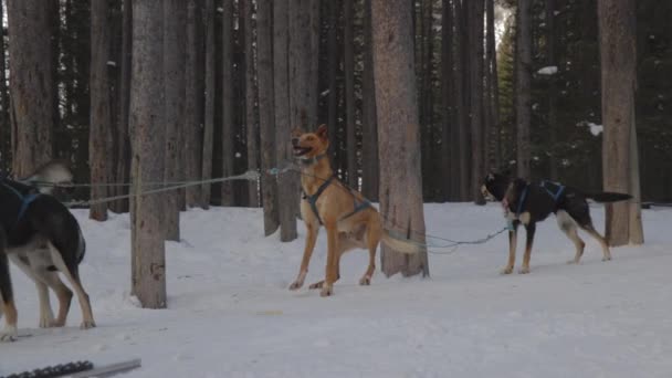 カナダのカナダロッキー山脈での冬の間の犬ぞりツアーのスローモーション映像 アルバータ州のロッキー山脈は 冬の休暇だけでなく 完璧な目的地です 旅行アルバータ州 — ストック動画