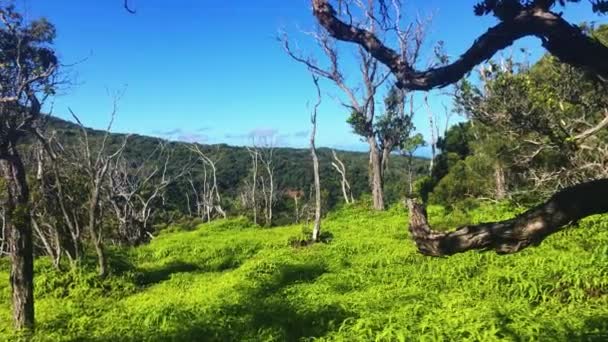 Pali Coast State Wilderness Park Kauai Hawaii Pacific Ocean Hawaiian — Stock Video