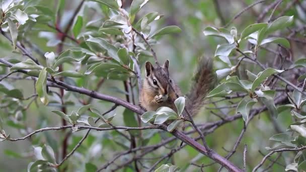 Eating Chipmunk Hidden Crunches All Species Chipmunks Canada Live Forested — Stock Video