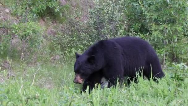 American Black Bear Medium Sized Bear Native North America Continent — ストック動画