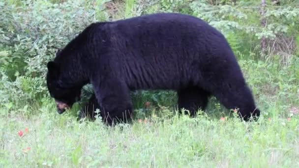 Den Amerikanska Svartbjörnen Medelstor Björn Som Hör Hemma Nordamerika Det — Stockvideo