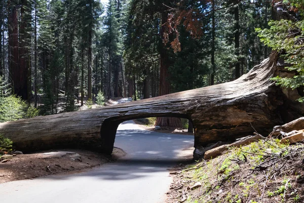 Tunnel Log jest znaną atrakcją turystyczną w Parku Narodowym Sequoia w stanie Kalifornia w Stanach Zjednoczonych. Turystyka w USA — Zdjęcie stockowe