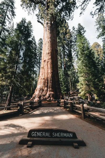 谢尔曼将军是一棵巨大的红杉树，位于美国加利福尼亚州红杉国家公园的巨大森林中。 从体积上看，它是地球上已知最大的活的单茎树 — 图库照片