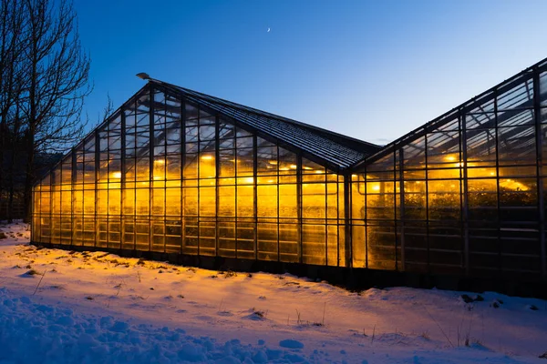 Thanks to the geothermal hot water Iceland is able to grow plants all year long even in the winter time when it is always dark and cold. Growing vegetables, fruits and flowers in Iceland — Stock Photo, Image
