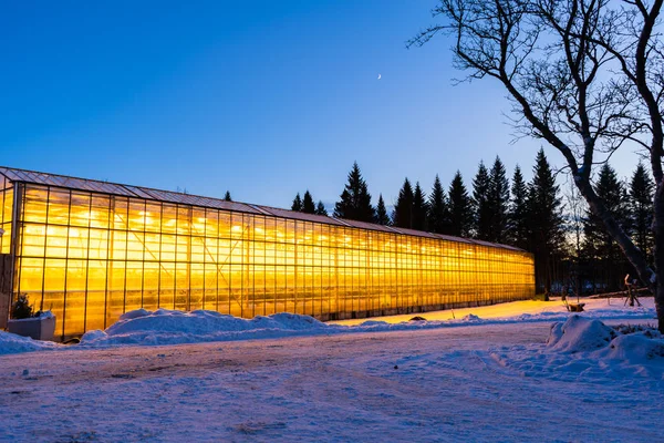 Thanks to the geothermal hot water Iceland is able to grow plants all year long even in the winter time when it is always dark and cold. Growing vegetables, fruits and flowers in Iceland — Stock Photo, Image