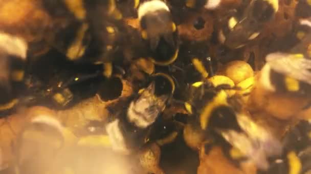 靠近大黄蜂蜂房的视野 在蜂房里工作的蜜蜂的高分辨率录像 这些是在温室里使用的 它们有助于给花授粉 — 图库视频影像