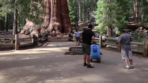 Sequoia Kalifornia Usa Czerwiec 2019 Drzewo Generała Shermana Największe Świecie — Wideo stockowe