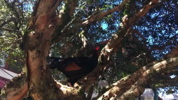 Dziki hawajski kurczak wędrujący po drzewie wokoło Ching Young wieś handlowa centrum w Kauai Hawaje — Wideo stockowe