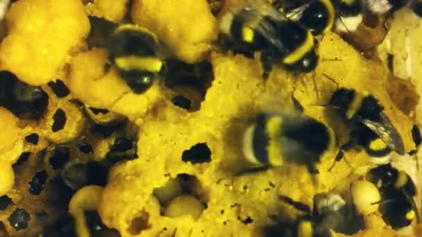 Nära till humlans kupa. Högupplösta bilder av en fungerande bin i bikupan. Dessa används inne i växthus och de hjälper till att pollinera blommorna — Stockvideo