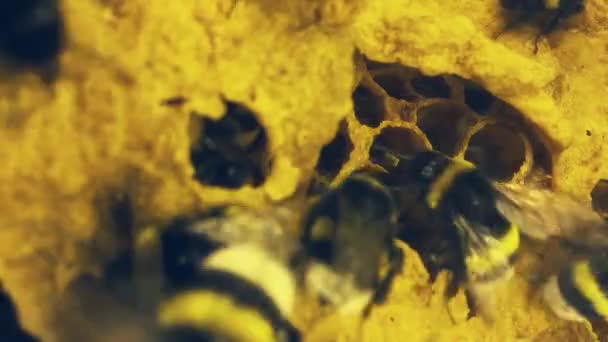 Blízko k úlu čmeláků. Záběry pracovních včel ve svém úlu s vysokým rozlišením. Ty se používají ve sklenících a pomáhají opylovat květiny. — Stock video