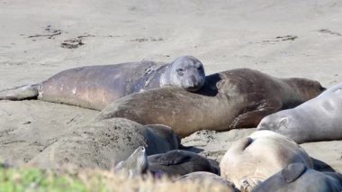Kaliforniya Deniz Aslanları ve Fok balıkları Amerika 'daki birçok plajda kolayca görülür. Pasifik limanı fokları, fil fokları ve nadir bulunan kürk fokları.
