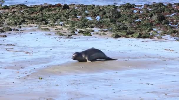 California Sea Lions and Seals upptäcks lätt på många stränder i USA. Stillahavshamnssälar, elefantsälar och ovanligare pälssälar — Stockvideo