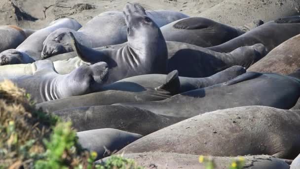 Калифорнийские морские львы и тюлени легко заметны на многих пляжах США. Тюлени тихоокеанских гаваней, тюлени слонов и редкие тюлени из меха — стоковое видео