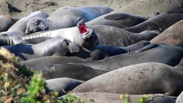 Калифорнийские морские львы и тюлени легко заметны на многих пляжах США. Тюлени тихоокеанских гаваней, тюлени слонов и редкие тюлени из меха — стоковое видео
