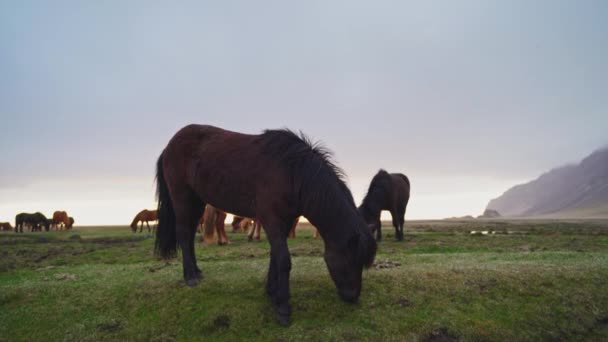 Съемка с высоким разрешением исландских лошадей во время золотого часа в южной Исландии. Красивый пейзаж и природа Скандинавии — стоковое видео