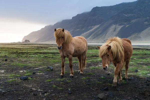 Les chevaux islandais sont des créatures très uniques pour l'Islande. Ces chevaux sont plus susceptibles de poneys mais beaucoup plus grands et ils sont capables de survivre à des conditions météorologiques difficiles qui sont habituelles pour le nord — Photo