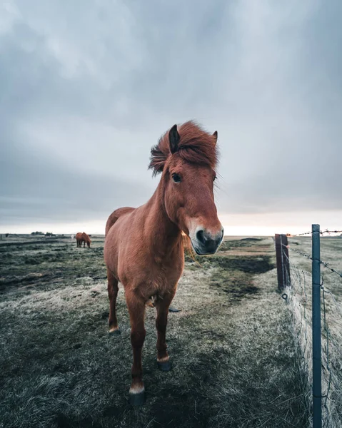 Les chevaux islandais sont des créatures très uniques pour l'Islande. Ces chevaux sont plus susceptibles de poneys mais beaucoup plus grands et ils sont capables de survivre à des conditions météorologiques difficiles qui sont habituelles pour le nord — Photo