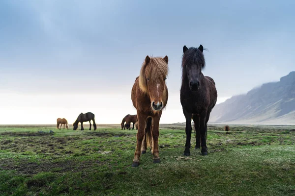 I cavalli islandesi sono creature uniche per l'Islanda. Questi cavalli sono più probabili pony ma molto più grandi e sono in grado di sopravvivere a condizioni meteorologiche difficili che sono usuali per il nord — Foto Stock