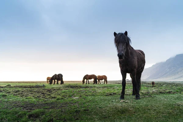 Ισλανδικά άλογα είναι πολύ μοναδικά πλάσματα για την Ισλανδία. Αυτά τα άλογα είναι πιο πιθανό πόνυ, αλλά αρκετά μεγαλύτερο και είναι σε θέση να επιβιώσουν σκληρές καιρικές συνθήκες που είναι συνήθεις για το βορρά — Φωτογραφία Αρχείου
