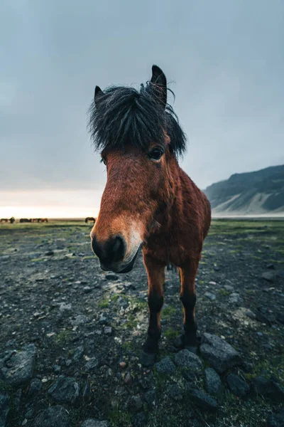 Islandshästar är mycket unika varelser för Island. Dessa hästar är mer sannolikt ponnyer men ganska större och de är kapabla att överleva hårda väderförhållanden som är vanliga i norr — Stockfoto