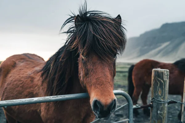 Ισλανδικά άλογα είναι πολύ μοναδικά πλάσματα για την Ισλανδία. Αυτά τα άλογα είναι πιο πιθανό πόνυ, αλλά αρκετά μεγαλύτερο και είναι σε θέση να επιβιώσουν σκληρές καιρικές συνθήκες που είναι συνήθεις για το βορρά — Φωτογραφία Αρχείου