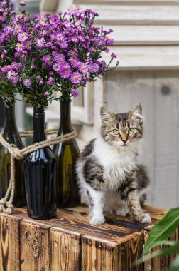 Sarı papatya çiçekleri oturan sevimli kedicik