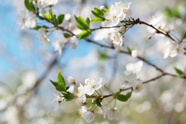 Güzel çiçekli meyve ağacı