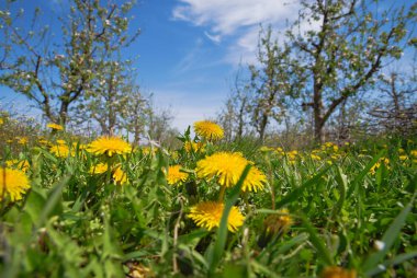 orchard, Bahar Tema, sığ dof çiçek açması elma ağacı