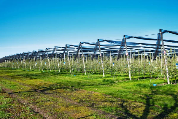 Blommande äppelodling i jordbruket plantage, i sommarsolen med anti hagel nät för skydd mot väder faktorer. Produktion och industri matkoncept. — Stockfoto