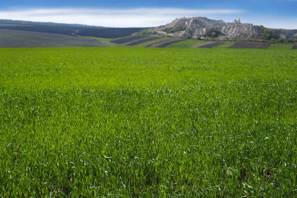 Fondo rural agrícola. Vista panorámica al paisaje primaveral en un día soleado con un campo de plántulas de trigo verde de invierno y cielo azul . — Foto de Stock