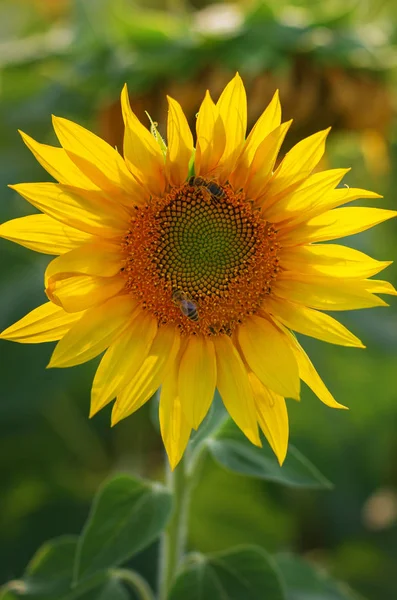 Gelbes Sonnenblumenfeld mit einer Biene, die die Blume bestäubt — Stockfoto