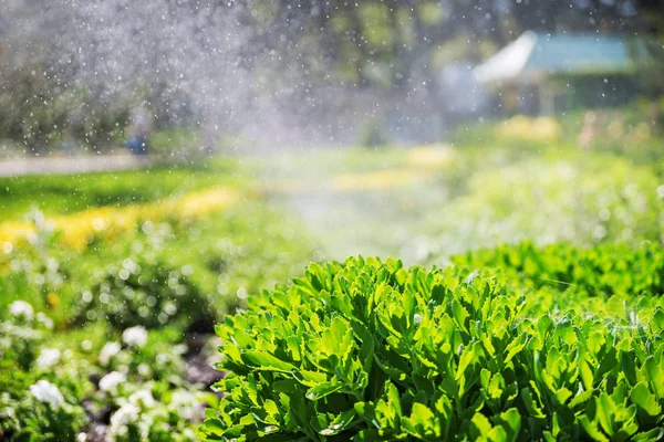 Mooi landschap met automatische sprinkler spuiten drenken van het gazon in de tuin met een regenboog in water druppels — Stockfoto