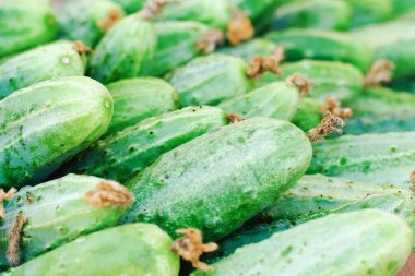 Gıda arka plan - arka plan olarak bir sürü genç salatalık.