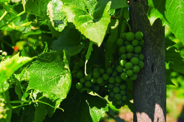Racimos verdes de uvas maduran bajo la luz del sol en las ramas . —  Fotos de Stock