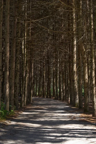 Pine forest trail landscape. Forest trail landscape. Pine forest trail view.