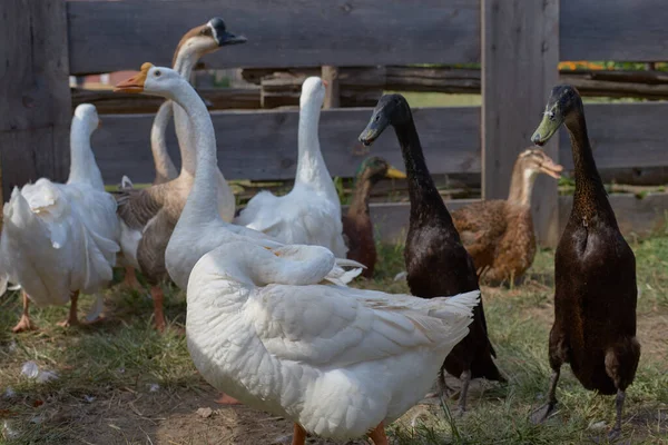 Kaz Ördeklerin Olduğu Kırsal Bir Yer Yapımı Kazlar Çiftlikte Oturur — Stok fotoğraf
