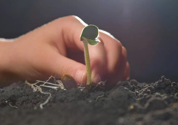 Hand Van Een Kind Plant Zaailingen Grond Low Key — Stockfoto