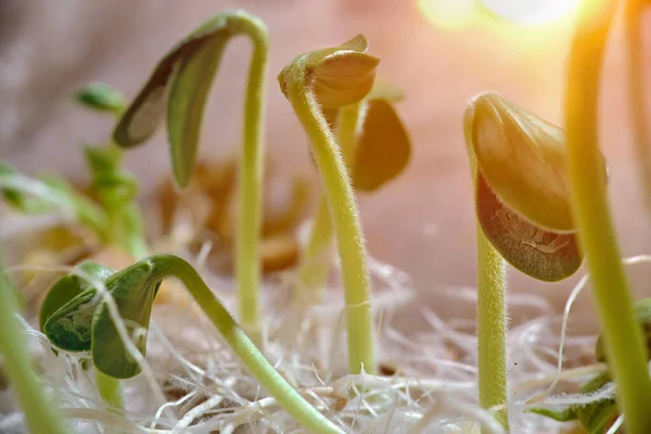 Semis Plant Poussent Étape Croissance Sur Fond Vert Jeune Pousse — Photo