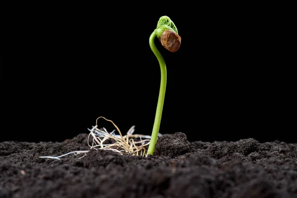 Brotes Frijol Nuevo Concepto Vida Las Plántulas Verdes Aparecen Del — Foto de Stock