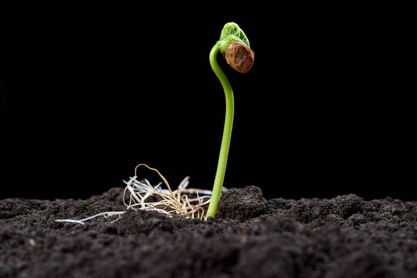 Bean sprouts. New concept of life. Green seedlings appear from soil in spring. Close-up. Black background.